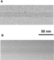 TMV virus at low resolution at 60 kV showing amplitude contrast for overfocusing and underfocusing