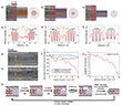 TEM analysis of Se NW diameter modulation via e-beam irradiation